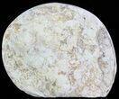 Cut and Polished Lower Jurassic Ammonite - England #62561-1